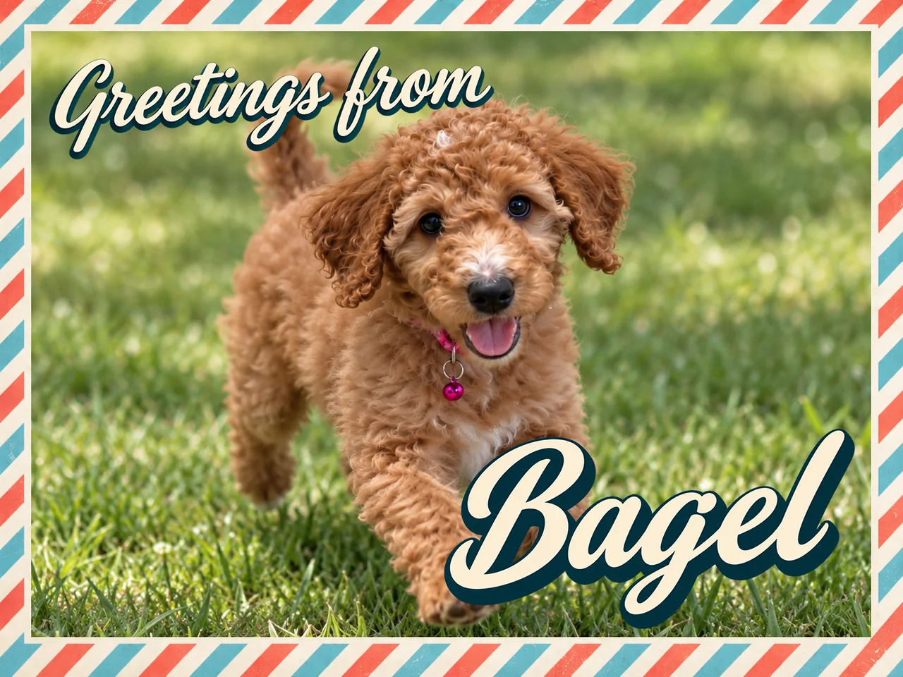Vintage airmail postcard reading “Greetings from Bagel”, with a photo of Bagel — a brown, curly-coated goldendoodle — trotting across a sunlit lawn toward the camera.